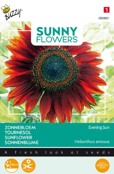 Sunflower Evening Sun (Helianthus) 160 seeds BU